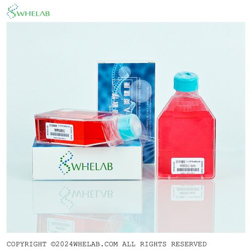 293T ATCC CRL 3216 WheLab 